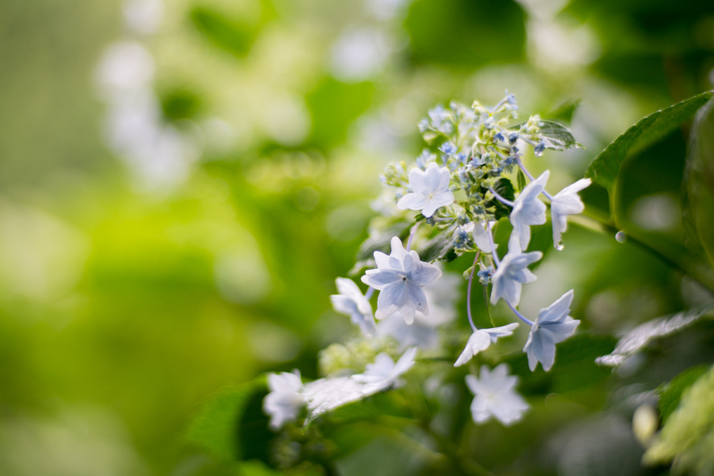 府中市郷土の森【ガクアジサイ】③20200614