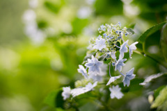 府中市郷土の森【ガクアジサイ】③20200614