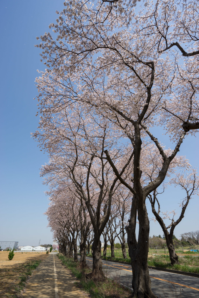 【海軍道路の桜並木】⑥20180331