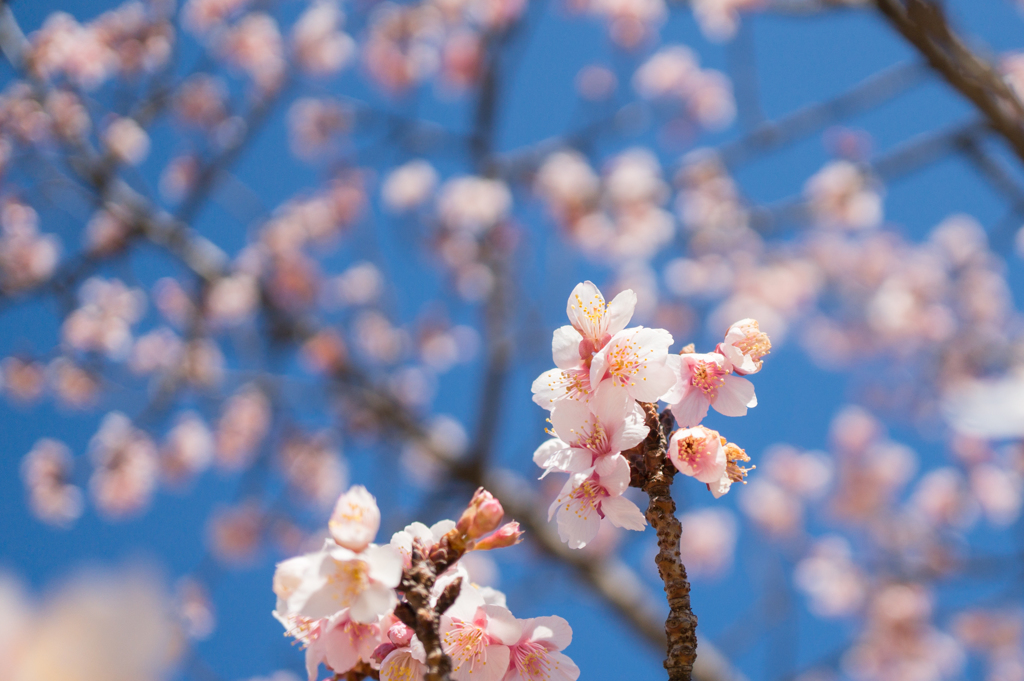 皇居東御苑【寒桜】②20170204