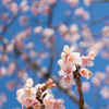 皇居東御苑【寒桜】②20170204