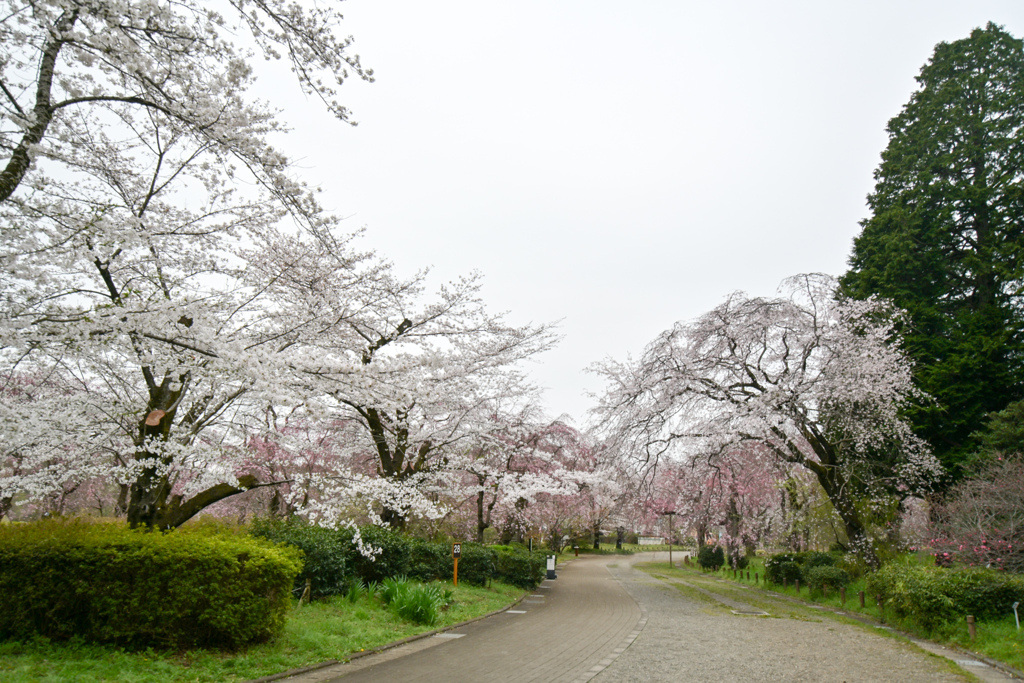 神代植物公園【さくら園の眺め】④20240406