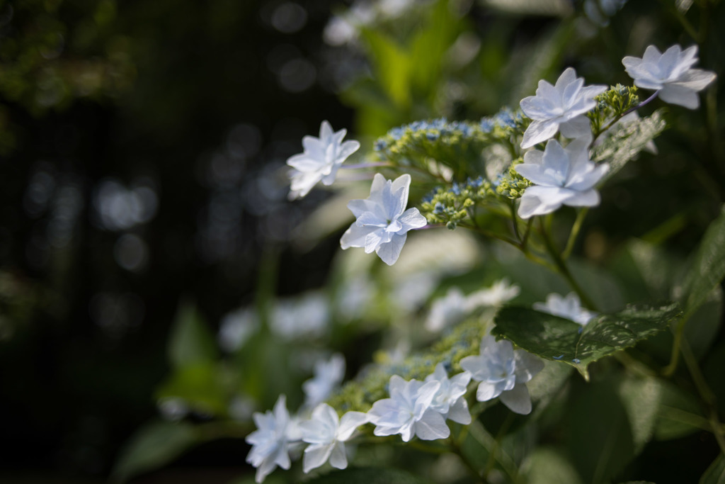 【薬師池公園(スミダノハナビ)】①20160612