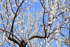 府中市郷土の森【梅の花：小向】②20250309
