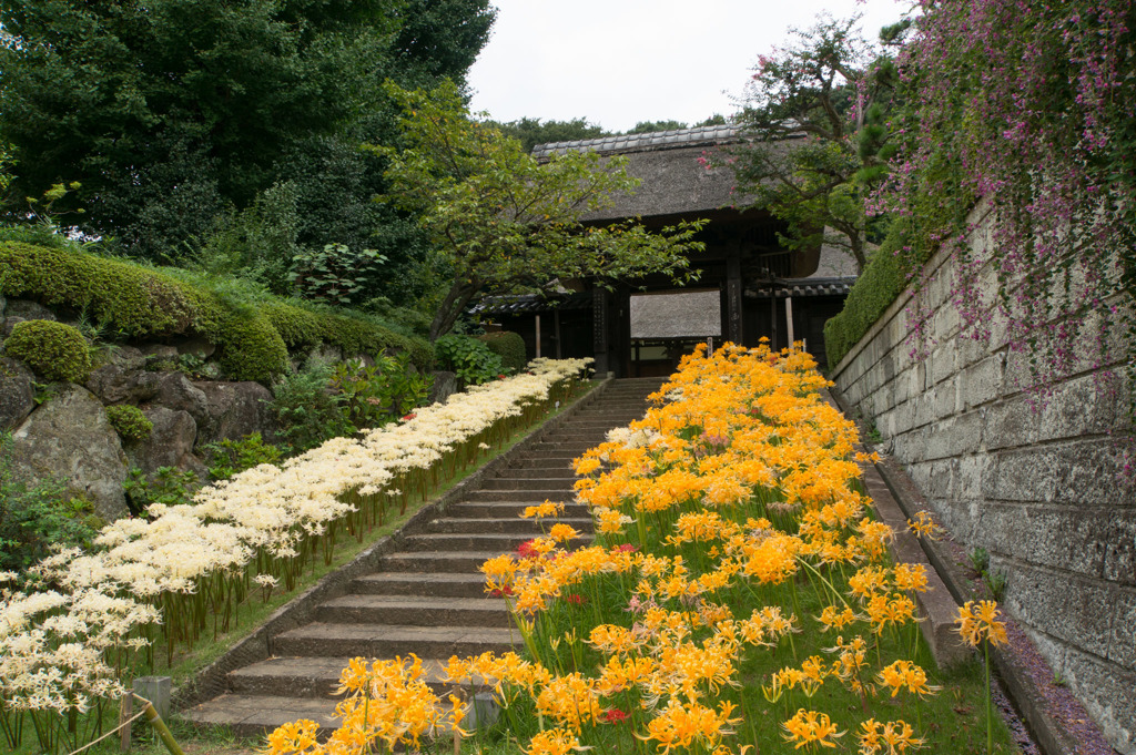 西方寺【彼岸花】①20170916