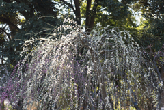 大船植物園【梅の花：緑萼枝垂】20170219