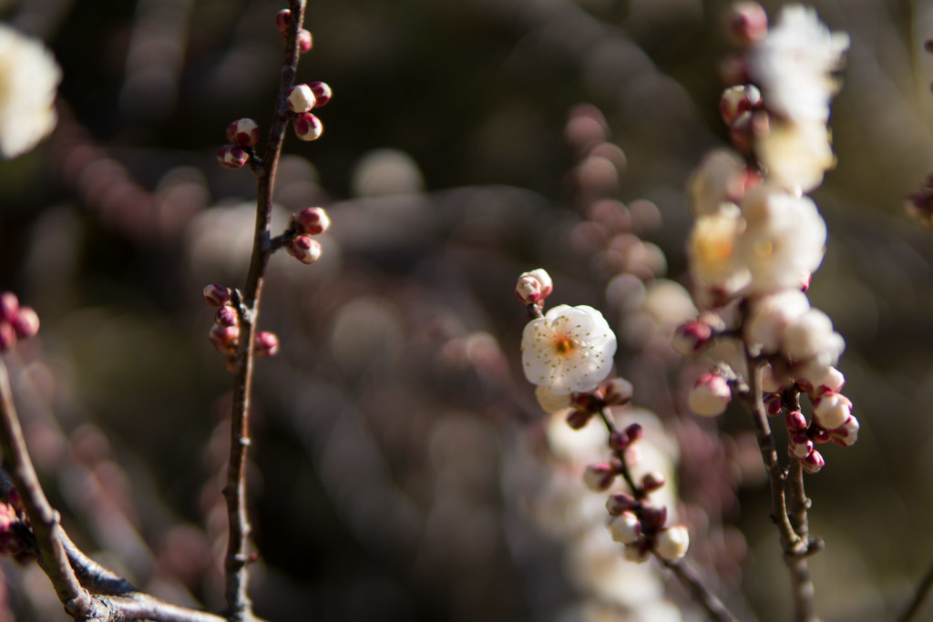 神代植物公園【梅：白難波】⑤20190126