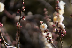 神代植物公園【梅：白難波】⑤20190126