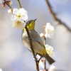 【メジロ】②20140311