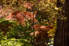 神代植物公園【かえで園：遠くの紅葉】③20211127