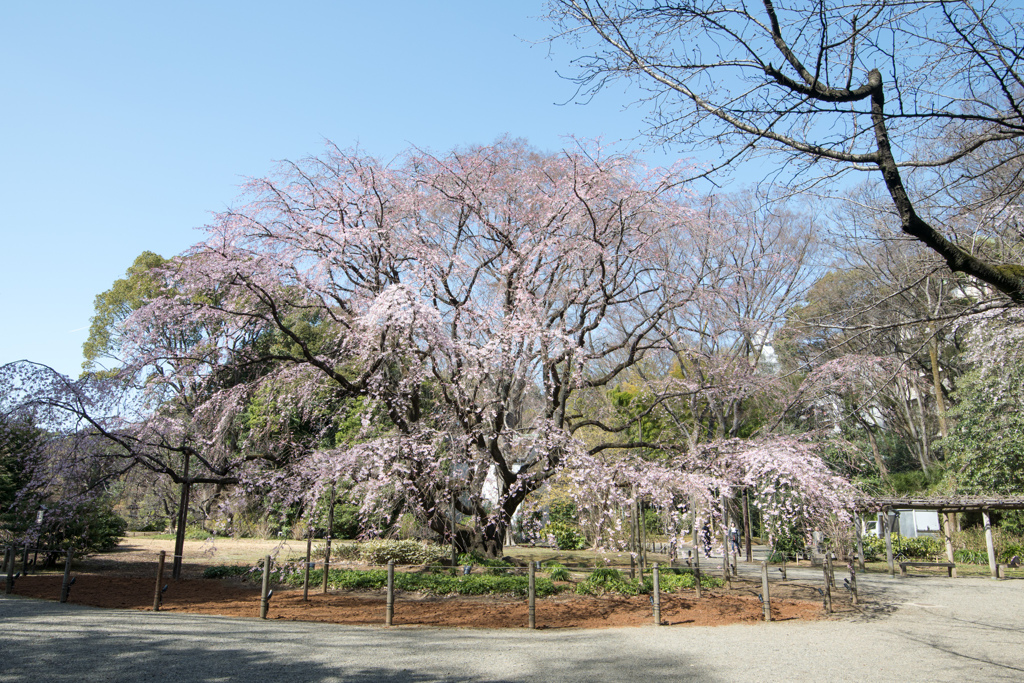 六義園【桜：枝垂れ桜】①20230314