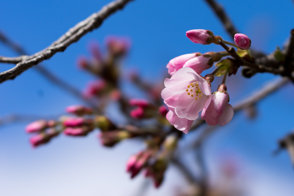 早春の神代植物公園【サクラ：神代曙】③20200315