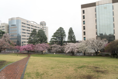 東工大の桜【スロープ下に咲く桜】20230323