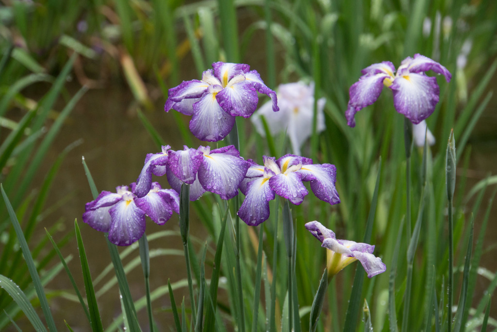 薬師池公園【花菖蒲： 初衣】20190609