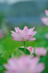 【ハス】20130715