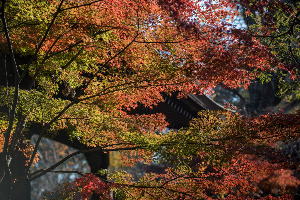 九品仏浄真寺【紅葉】⑥20191208