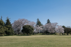 昭和記念公園【ふれあい広場の桜】20200326