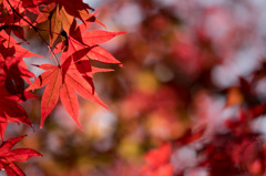 【薬師池公園(紅葉)】⑪20151121