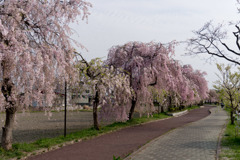 東北お花見ツアー【日中線しだれ桜並木】①20180423