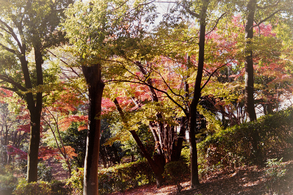 【ささぶねの小路沿いの紅葉】①20181125