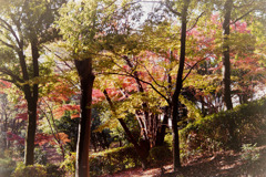 【ささぶねの小路沿いの紅葉】①20181125