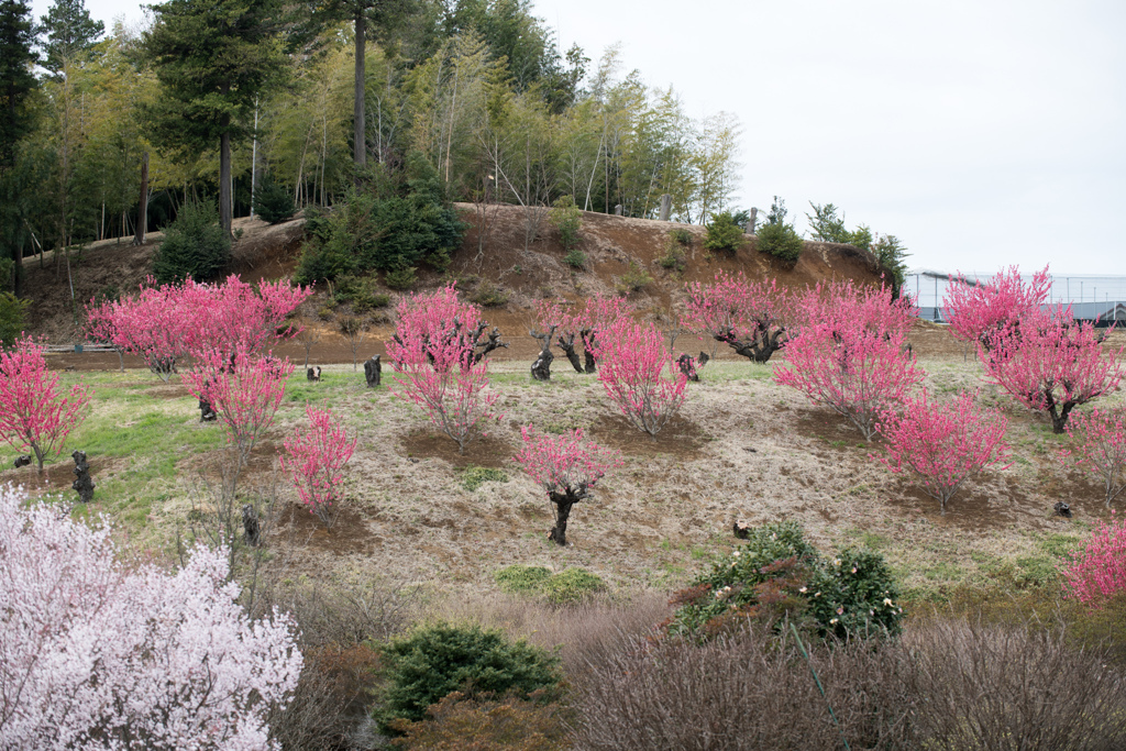 花桃の丘【花桃の近景】20220321
