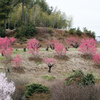 花桃の丘【花桃の近景】20220321