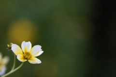 【庭の花：ウインター・コスモス】20141026