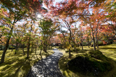 箱根美術館【苔庭の紅葉】①20211114