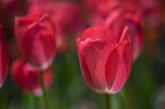 【昭和記念公園(ファンアイク)】④20150418