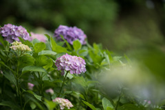 浄慶寺【紫陽花：紫色アジサイ】20180616