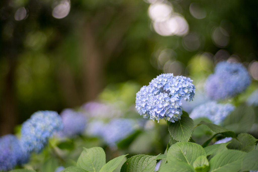 花菜ガーデン【アジサイ：青系】①20200606