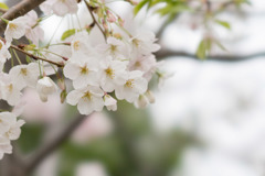本牧山頂公園【サクラ：山桜】⑤20190330