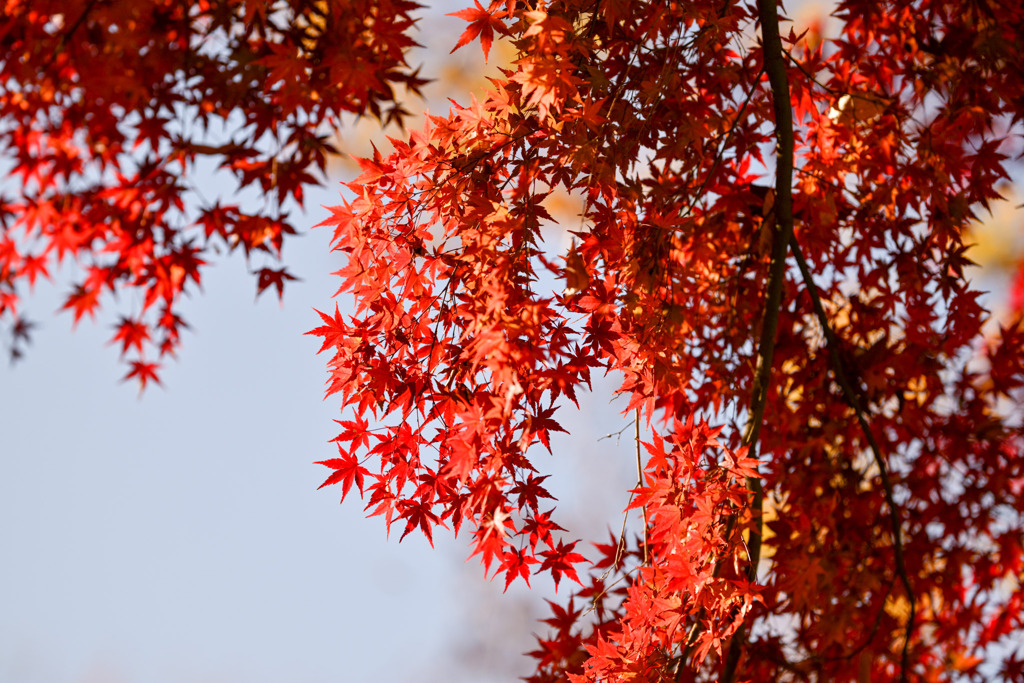 神代植物公園【自由広場(南口の紅葉)】③20251130