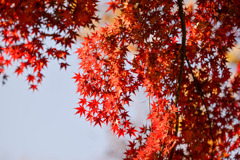 神代植物公園【自由広場(南口の紅葉)】③20251130