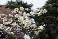 新宿御苑【桜：市原虎の尾】①20170416