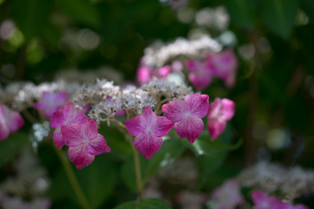 薬師池公園【紫陽花：クレナイアジサイ】20180609