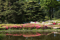 神代植物公園【つづじ園】②20190503