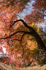 【新宿御苑：もみじ山の紅葉】④20141213