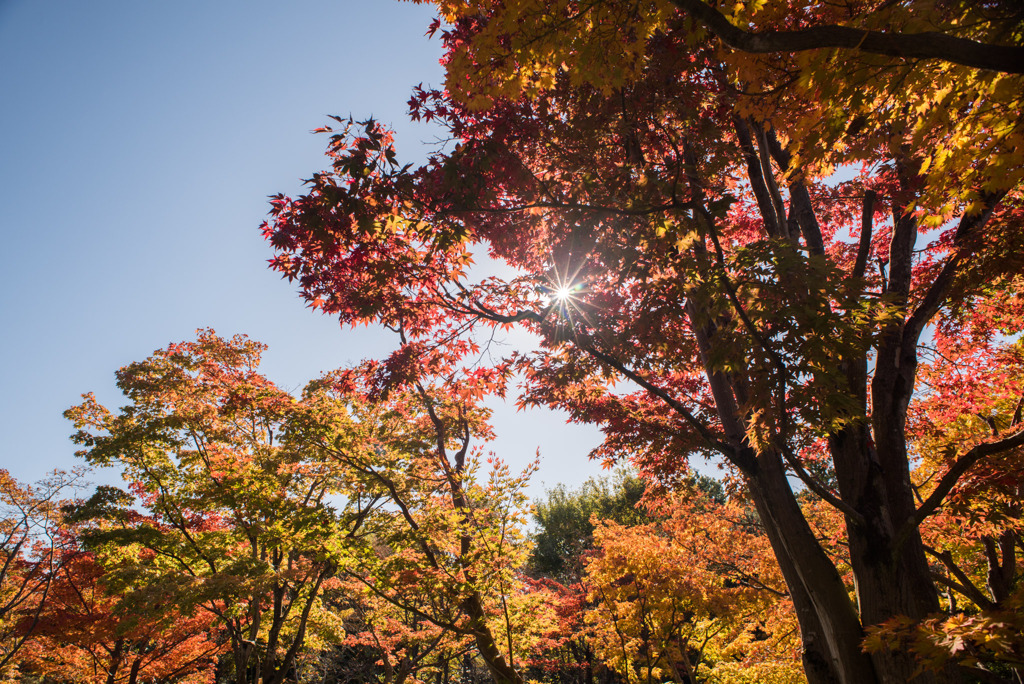 昭和記念公園【日本庭園：紅葉】⑪20191116