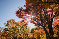 昭和記念公園【日本庭園：紅葉】⑪20191116