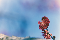 小田原FG【梅：鹿児島紅】①20190210