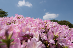 【神代植物公園(ツツジ)】⑦20150426