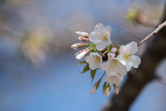 新宿御苑【大島桜】③20180317
