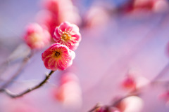 府中市郷土の森【梅の花：唐梅】③20200211