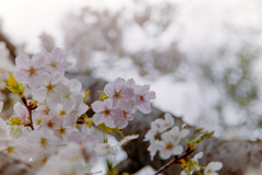 本牧山頂公園【サクラ：山桜】①20190330