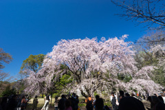 六義園【枝垂れ桜】②20200320