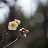 【大船植物園(八重茶青)】20150207.jpg