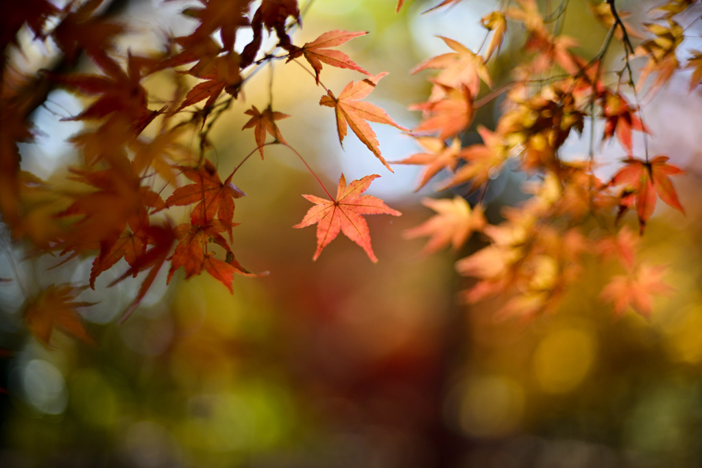 神代植物公園【築山のモミジ】③20251130
