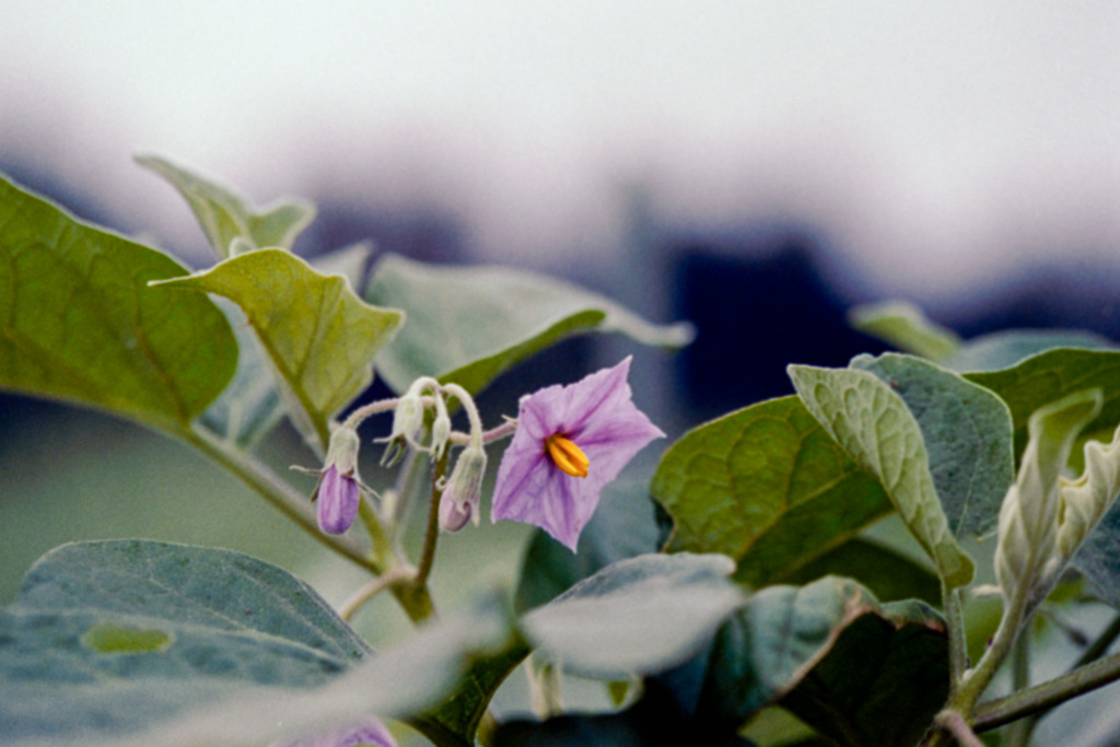 花菜ガーデン【ナスの花】20210912銀塩NLP